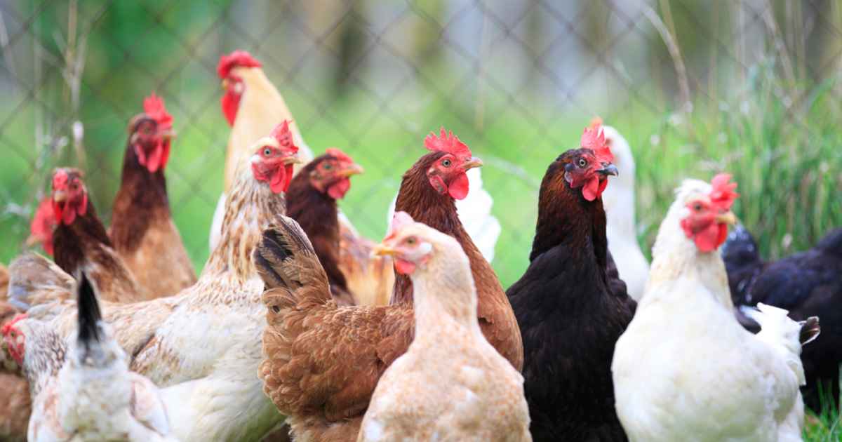 Ангарская птицефабрика начинает делать удобрения из куриного помёта